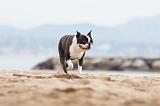BOSTON TERRIER 406